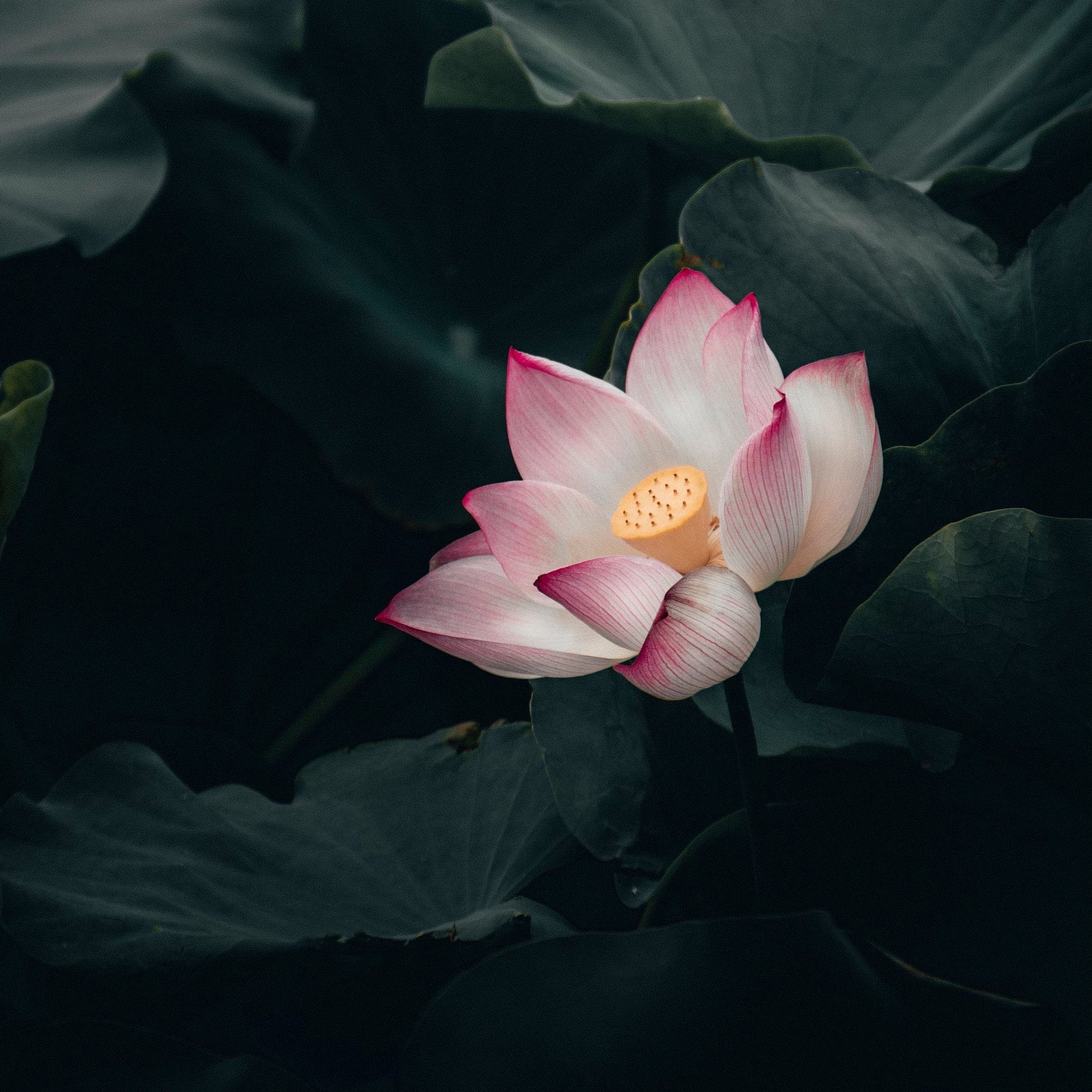 Lotus - Atelier Tibet
