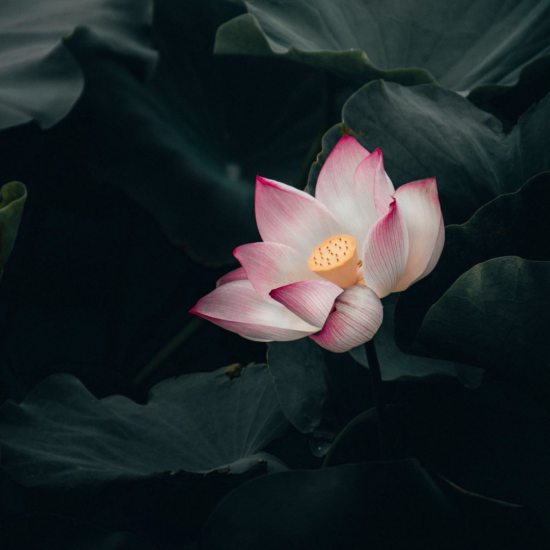 Lotus - Atelier Tibet
