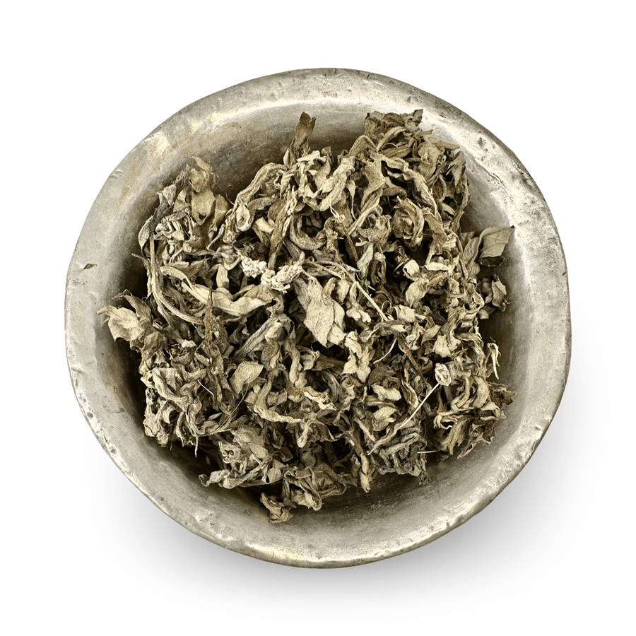 Artemisia vulgaris – Getrockneter Beifuss (Titepati टिटेपाती) aus Nepal - Atelier Tibet