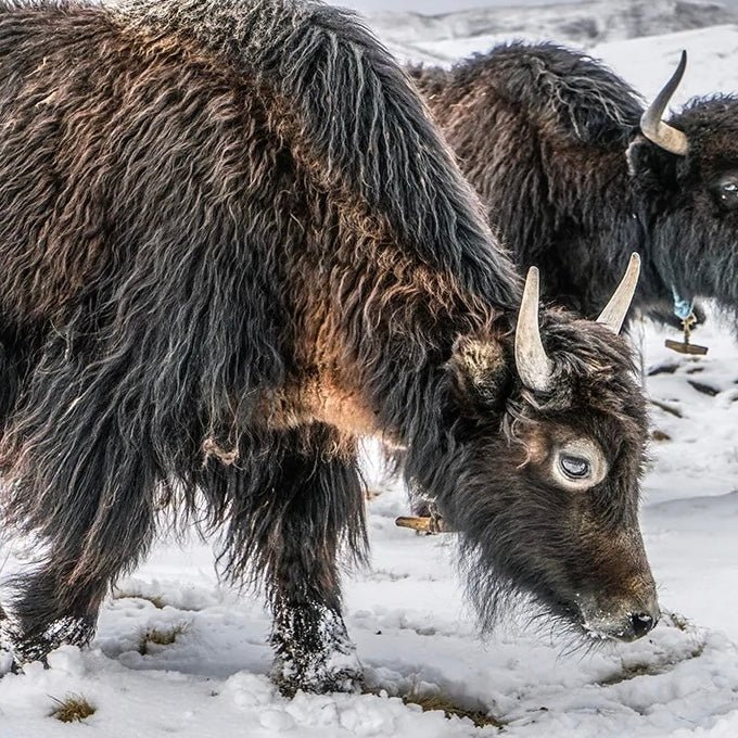 Grauer Hut aus tibetischer Wolle · CHARU × Phadrokbha - Atelier Tibet
