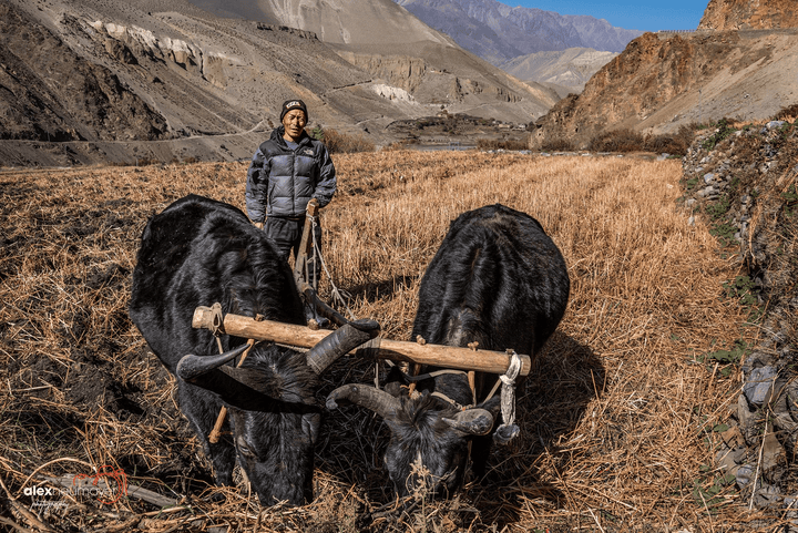 Sirisaeng, Angkana: Nepal - Das Kochbuch - Atelier Tibet